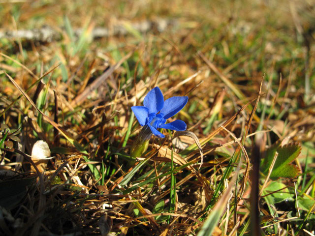 zwischen J&ouml;chlalm und Weihnachtsegg