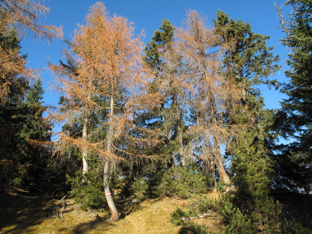 zwischen Jöchlalm und Weihnachtsegg