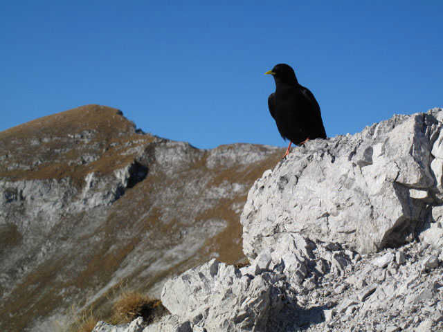 auf der Gamskarspitze, 2.098 m