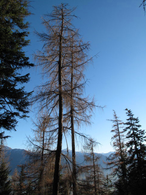 zwischen Plattenalm und Hl. Geist