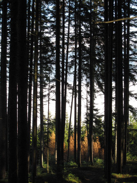 Weg 489 zwischen Lambach und St&uuml;rzerkogel