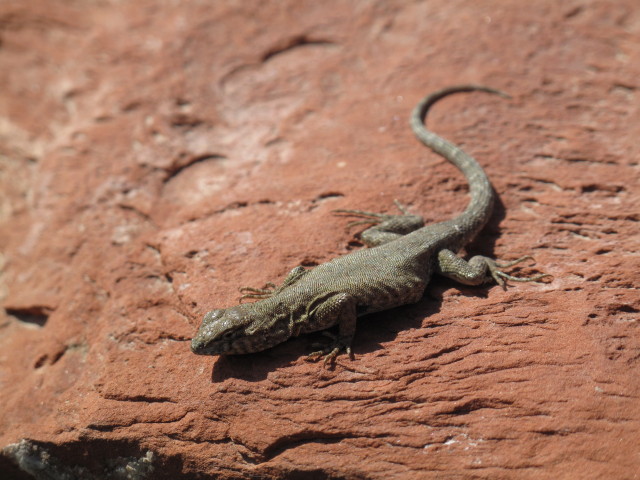 neben der Entrada Bluffs Road (13. Mai)