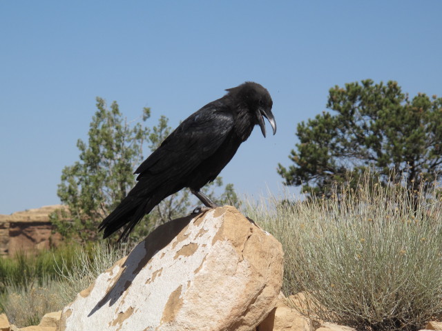 neben dem Big Spring Canyon Overlook im Canyonlands National Park (14. Mai)