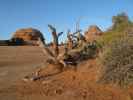 neben dem Delicate Arch Trail im Arches National Park (13. Mai)