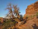 Delicate Arch Trail im Arches National Park (13. Mai)