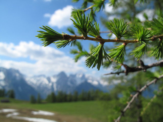 Bärenalm (26. Mai)