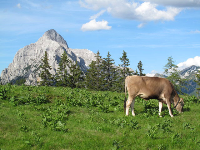 Ödstein von der Treffneralm aus (15. Juni)