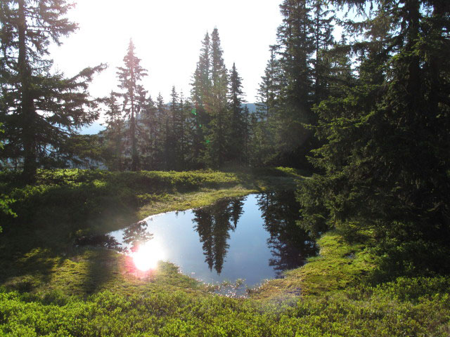Weg 673 zwischen Anhartskogel und Niederberg (17. Juni)