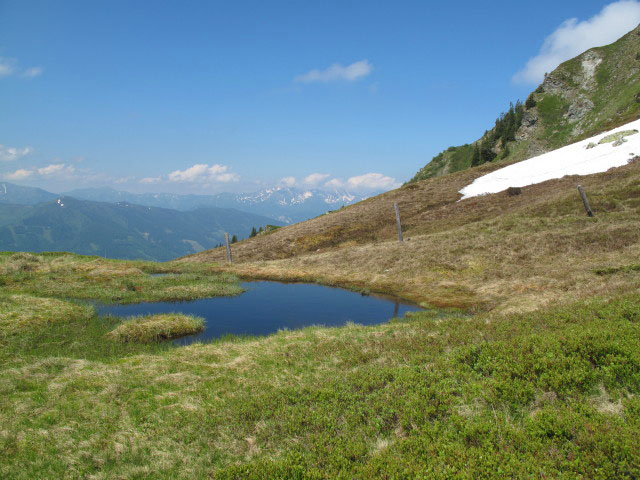 neben Weg 673 zwischen Blaseneck und Sonnleitenkogel (17. Juni)