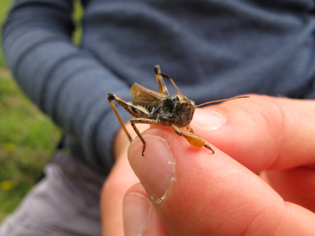 zwischen Narrenkogel und Bichl