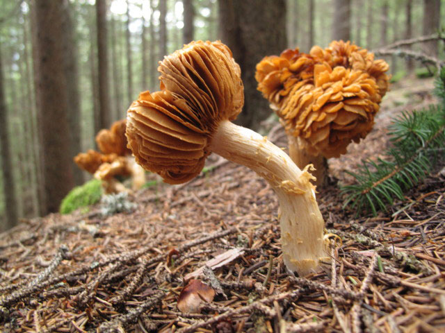 zwischen Wolligerh&uuml;tte und Weg 510