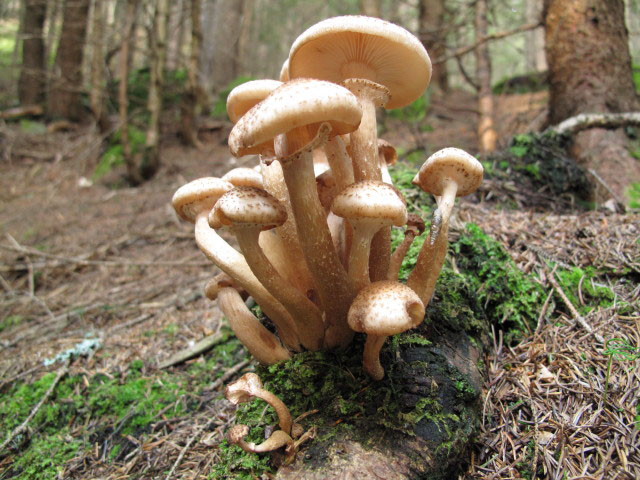 zwischen Wolligerh&uuml;tte und Weg 510