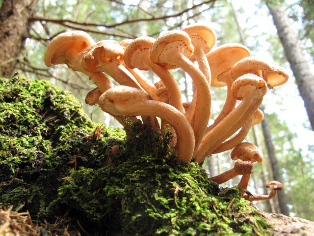 zwischen Wolligerh&uuml;tte und Weg 510