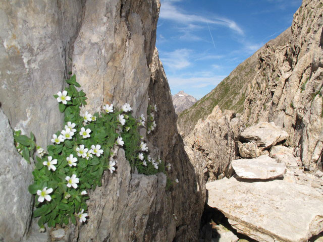 beim Roland-Ritter-Biwak, 2.608 m (12. Aug.)