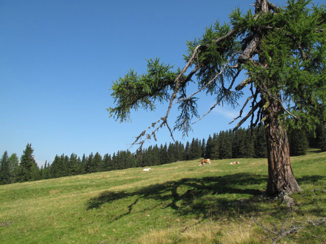 zwischen Wernischalm und Kreuzbühel