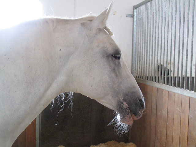 Stallungen der Spanische Hofreitschule Lipizzaner