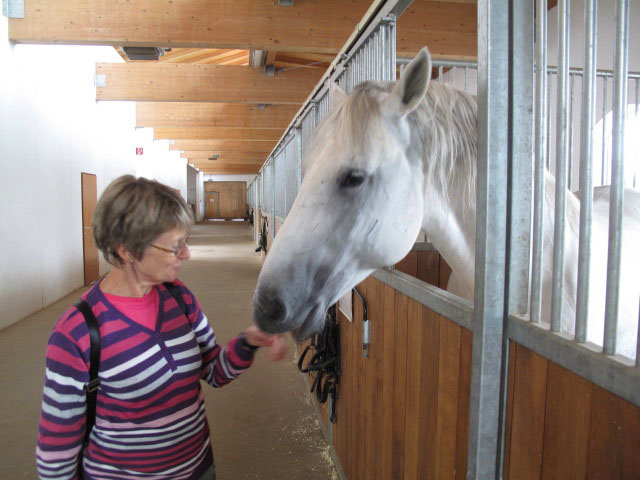 Mama in den Stallungen der Spanische Hofreitschule Lipizzaner