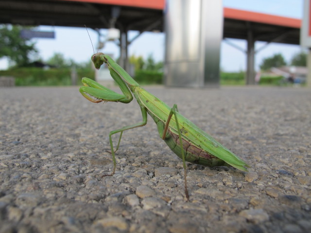 Bahnhof S&uuml;&szlig;enbrunn (4. Sep.)