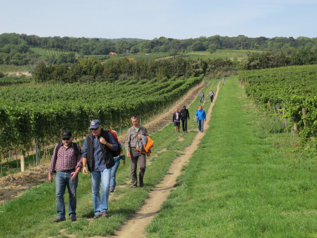 zwischen Eichkogel und Freigut Thallern