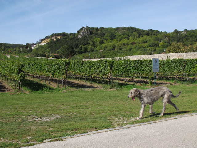 Weingut Johanneshof