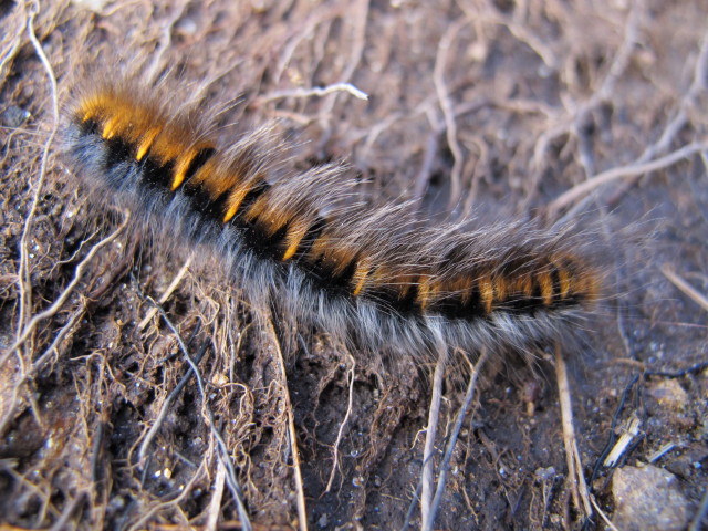 Sellraintaler Höhenweg zwischen Haggener Sonnberg und Sonnbergalm