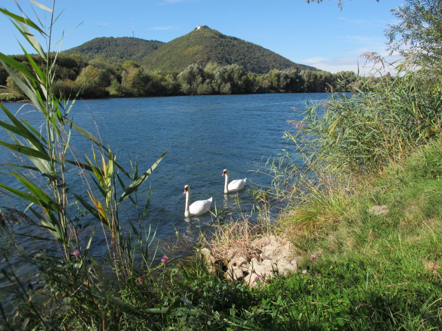 Neue Donau zwischen Nordbrücke und Jedleseer Brücke