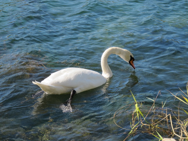 Neue Donau zwischen Nordbr&uuml;cke und Jedleseer Br&uuml;cke