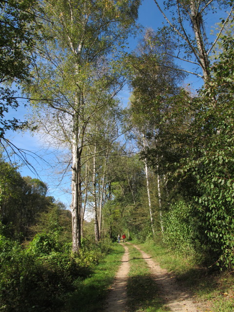 neben dem Stockerauer Arm