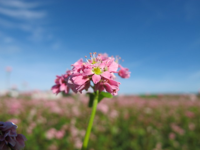 zwischen Sierndorf und H&ouml;bersdorf