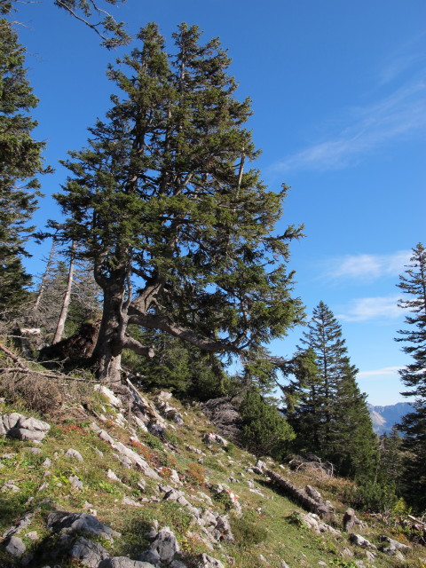 Weg 210 zwischen Hochglegt und Kotalm