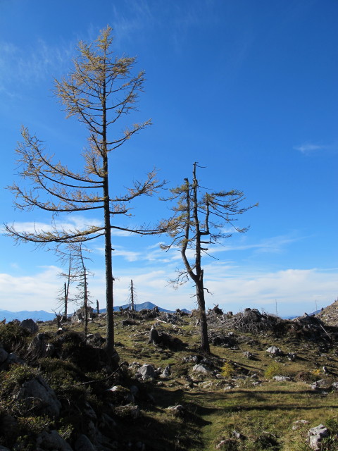 Weg 210 zwischen Hochglegt und Kotalm