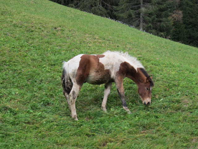 zwischen Kracher und Hölden