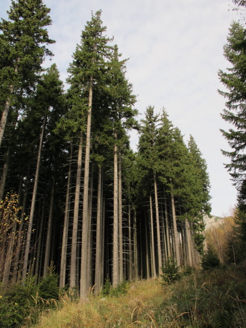 zwischen Prein und Bärenriegel