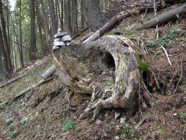 zwischen Alpleck und Alpenfreundehütte