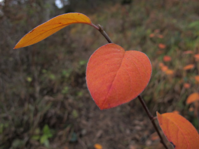 zwischen Mittagstein und Bahnhof Hirschwang