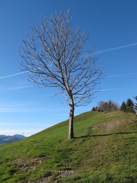 zwischen Gross Himmelberg und Chuterenegg