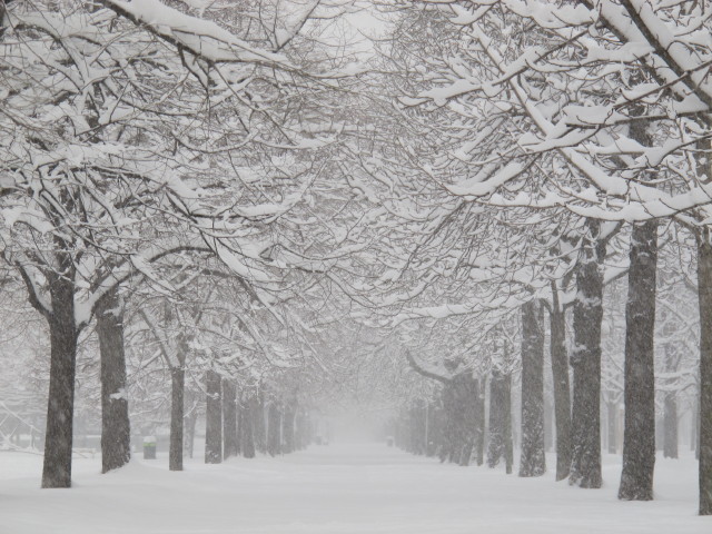 Hauptallee (17. Jän.)