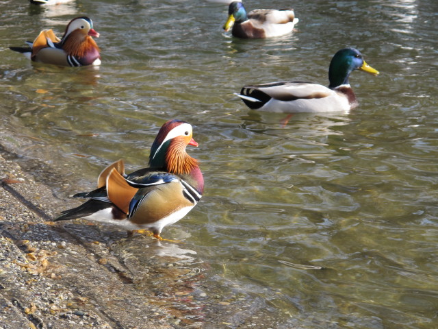 beim Laternenweg (22. Jän.)