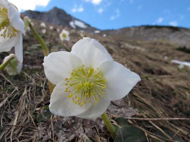 neben Weg 820 zwischen Hochblaser und Hasenwilzingh&uuml;tte (18. Mai)
