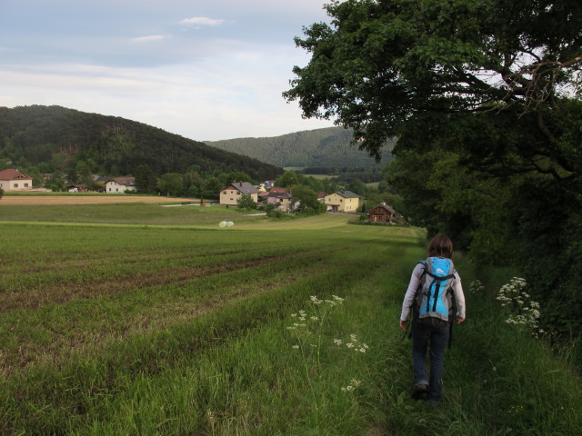 Diana zwischen Grafenbergweg und Neusiedl am Walde