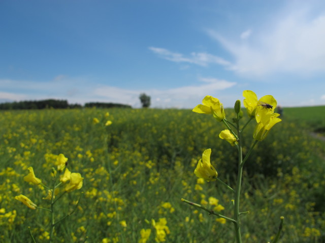 zwischen Geras und Hufnagelberg