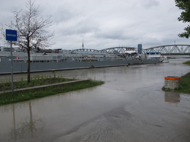 Treppelweg zwischen Floridsdorfer Br&uuml;cke und Nordbahnbr&uuml;cke (4. Juni)