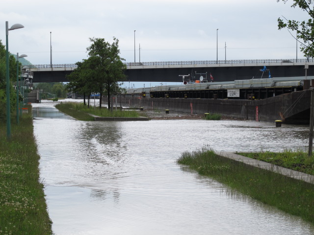 Treppelweg zwischen Floridsdorfer Brücke und Nordbahnbrücke (4. Juni)