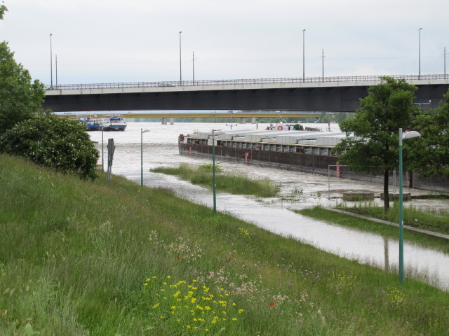 Treppelweg zwischen Floridsdorfer Br&uuml;cke und Nordbahnbr&uuml;cke (4. Juni)