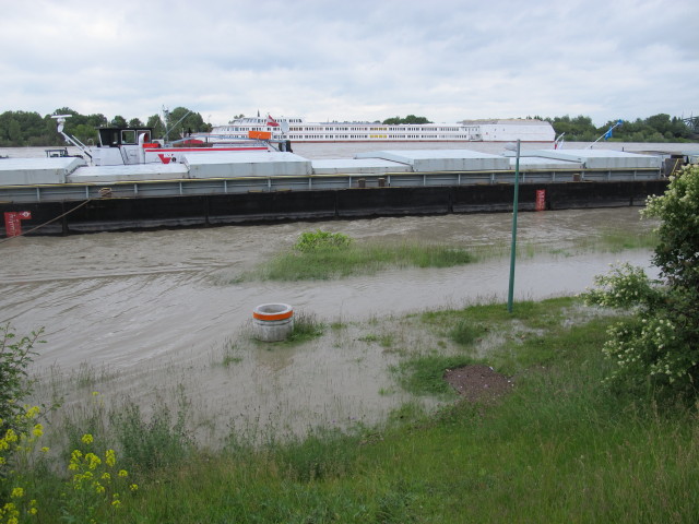 Treppelweg zwischen Floridsdorfer Brücke und Nordbahnbrücke (4. Juni)