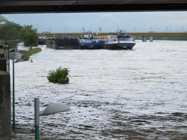 Treppelweg bei der Floridsdorfer Br&uuml;cke (4. Juni)