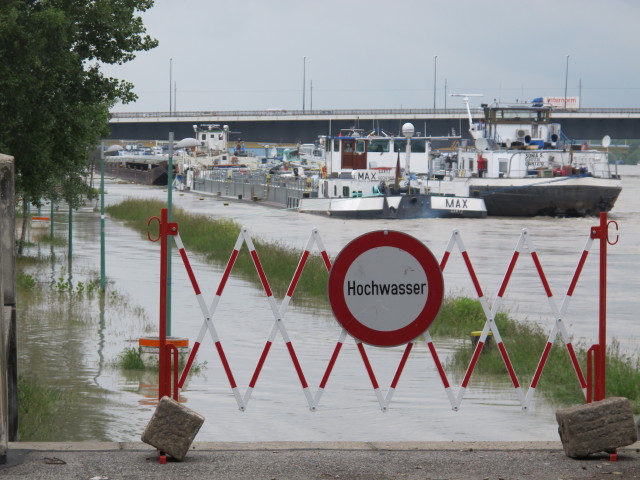 Treppelweg zwischen Floridsdorfer Br&uuml;cke und Nordbahnbr&uuml;cke (5. Juni)