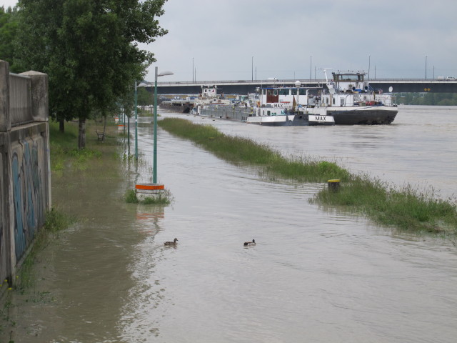 Treppelweg zwischen Floridsdorfer Br&uuml;cke und Nordbahnbr&uuml;cke (5. Juni)
