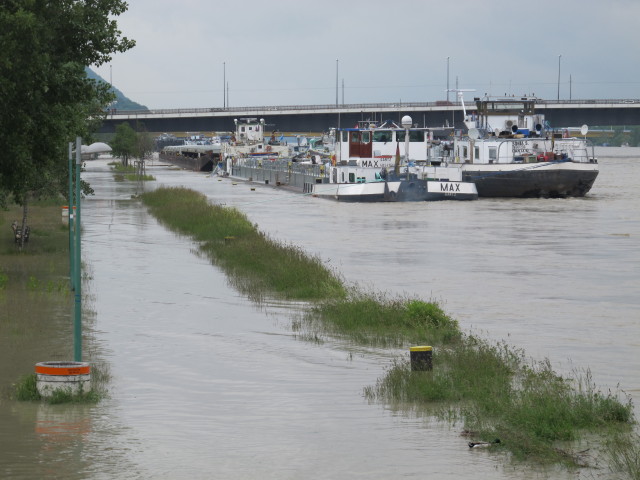 Treppelweg zwischen Floridsdorfer Br&uuml;cke und Nordbahnbr&uuml;cke (5. Juni)