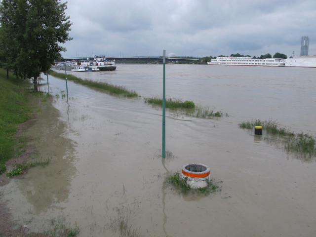 Treppelweg zwischen Floridsdorfer Brücke und Nordbahnbrücke (5. Juni)